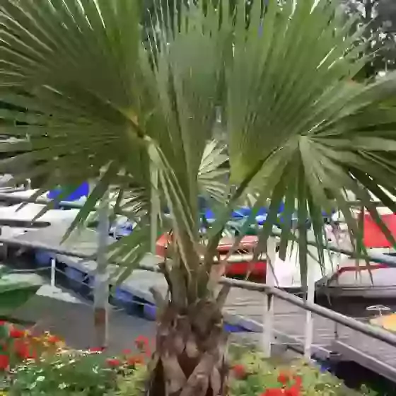 Washingtonia filifera California Fan Palm 
